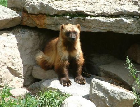 wolverine