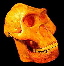 Homo   Habilis
