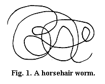 Horsehair worm